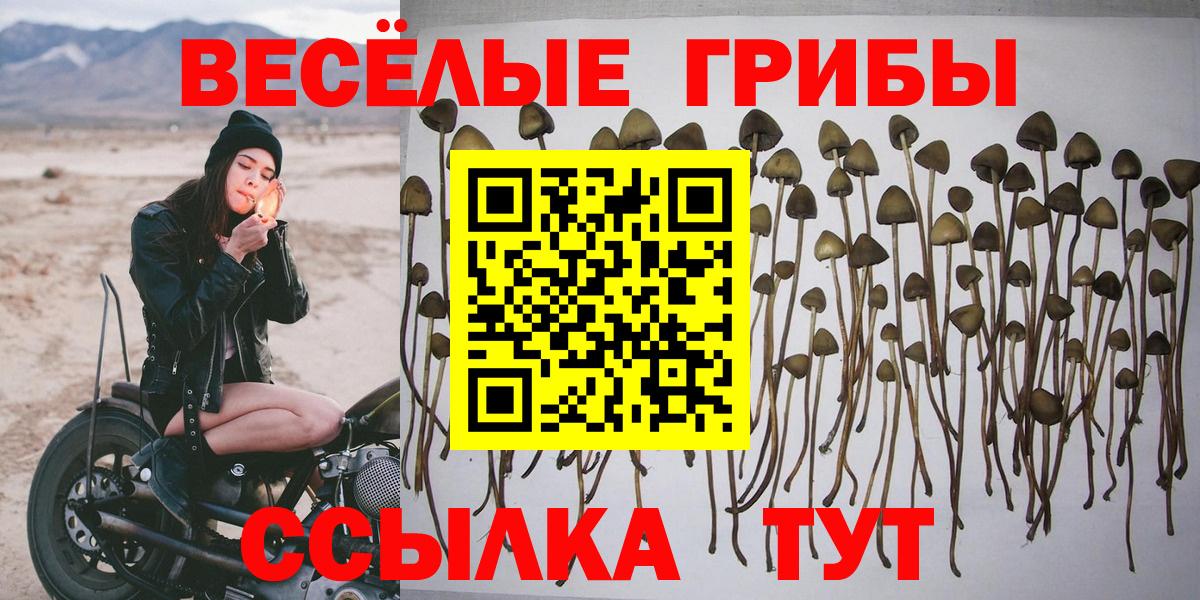 Псилоцибиновые грибы Psilocybine cubensis  Вход с VPN  Междуреченск 